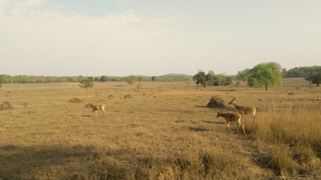 Several deer graze across a dry golden savanna, with scattered trees and hazy hills under a pale sky, creating a quiet rural scene.