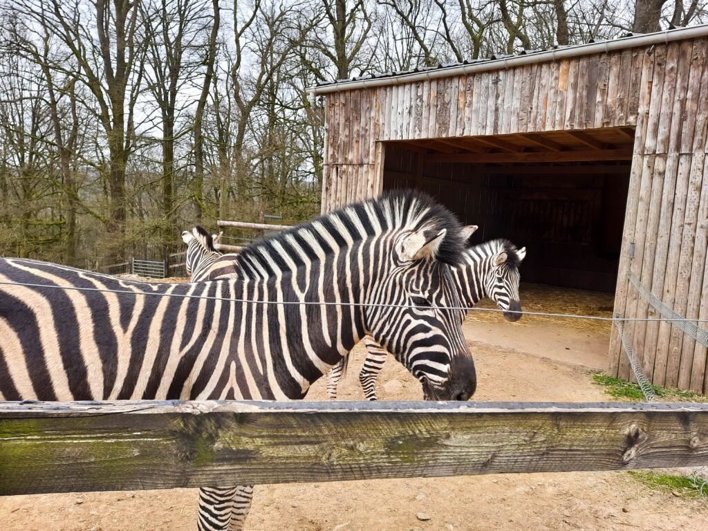 A small herd of zebras stands behind a wooden fence outside a rustic shelter, surrounded by leafless trees; a calm, natural zoo scene.