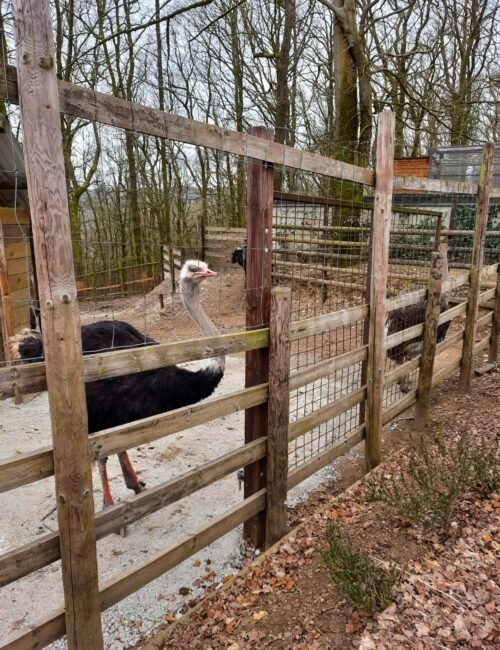 An ostrich stands in a sandy woodland enclosure behind weathered wooden fencing, with bare trees and fallen leaves creating a quiet, rustic farm scene.