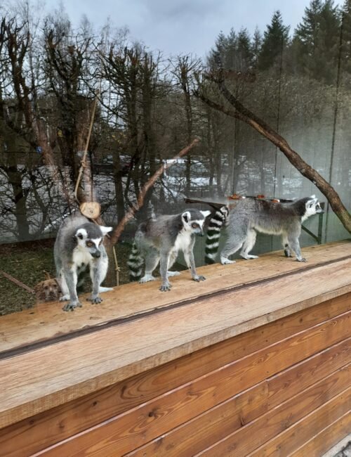 Four ring-tailed lemurs stand on a wooden platform beside a glass enclosure, with leafless trees and evergreens behind them. Their alert poses feel curious and calm.