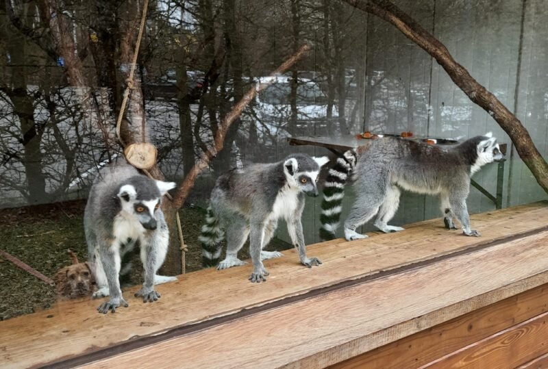 Four ring-tailed lemurs stand on a wooden platform beside a glass enclosure, with leafless trees and evergreens behind them. Their alert poses feel curious and calm.