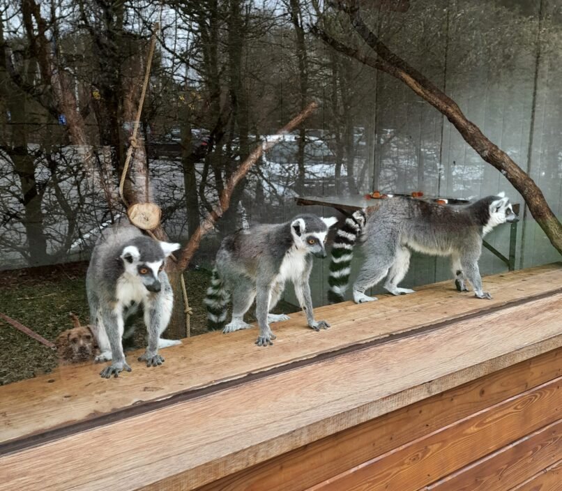 Four ring-tailed lemurs stand on a wooden platform beside a glass enclosure, with leafless trees and evergreens behind them. Their alert poses feel curious and calm.