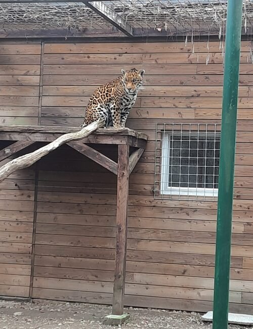 A spotted leopard sits alert on a raised wooden platform inside a rustic enclosure, with a barred window and wire roof behind it; the scene feels quiet and watchful.