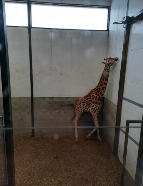 A young giraffe stands alone in a small indoor zoo enclosure, stretching its neck toward a high wall; the stark setting feels quiet and confined.