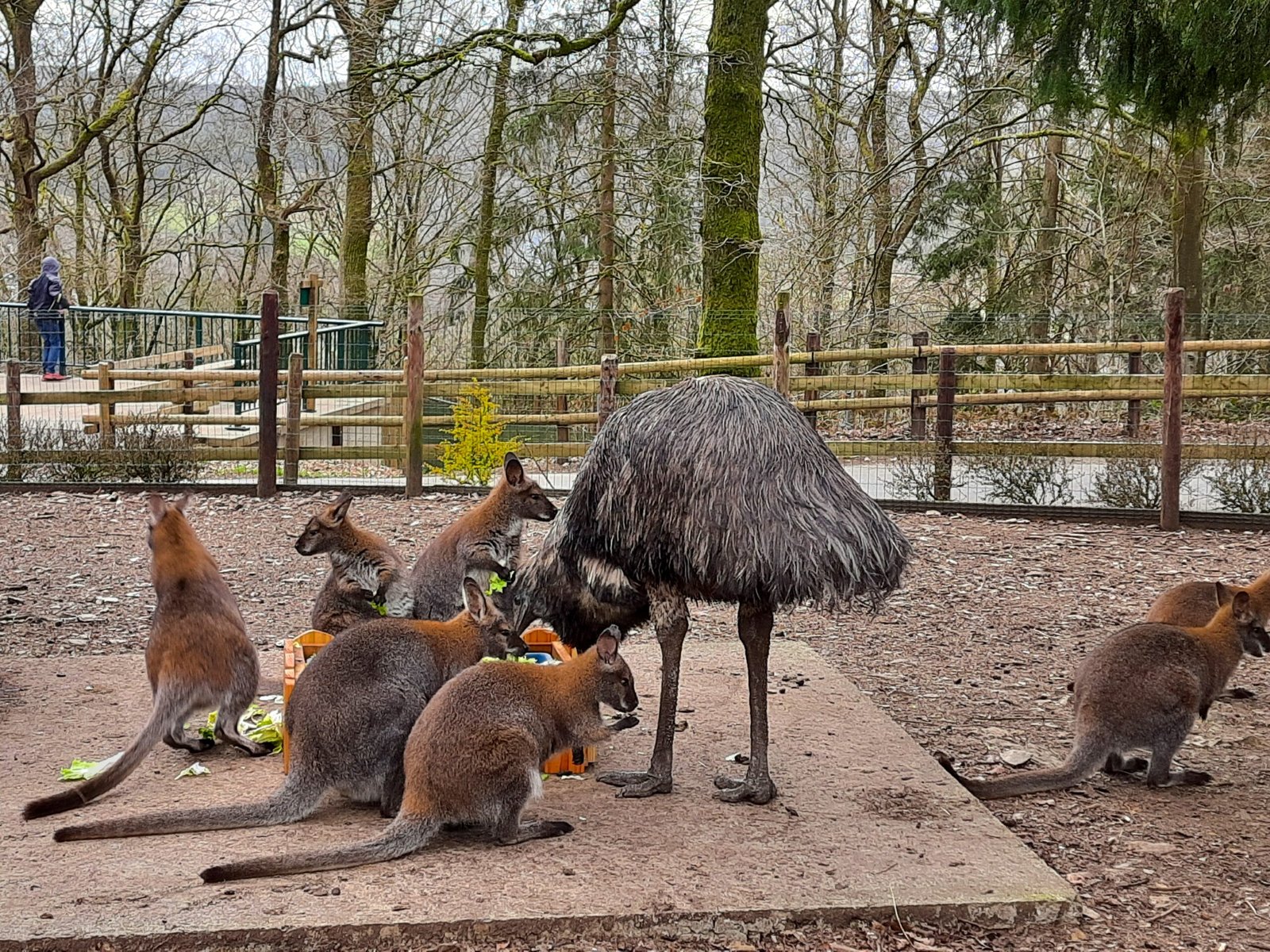 A group of kangaroos and wallabies gather around a large, shaggy emu in a wooded zoo enclosure, creating a calm, curious scene.