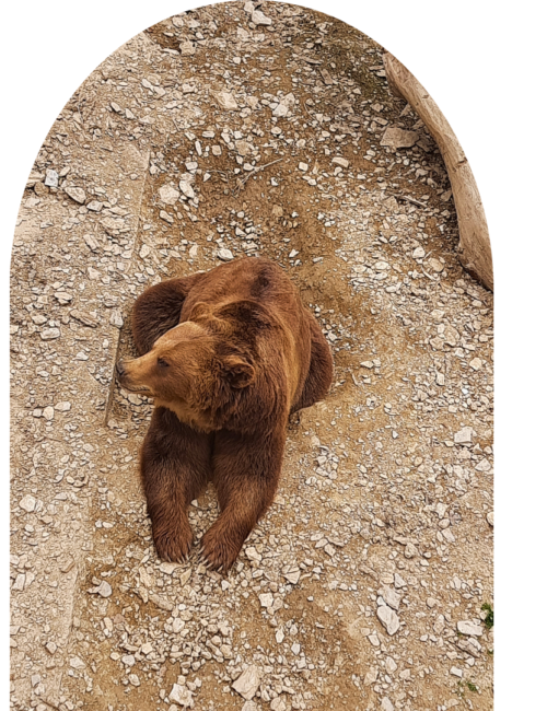 A small brown mammal sits on a rocky dirt path inside an arched enclosure, looking to the side; its calm pose conveys a quiet, curious mood.