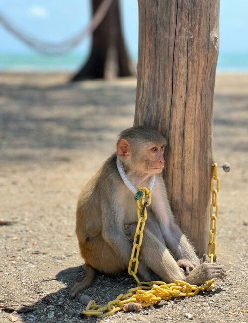 A subdued macaque sits chained to a weathered wooden post on a sunny beach, yellow links pooled on the sand, with blue sea in the background.