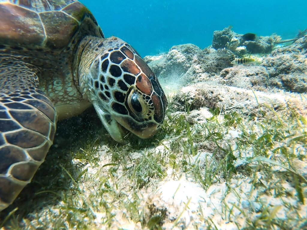 A green sea turtle grazes on seagrass over a sunlit coral reef, its patterned head filling the foreground in clear blue water. The scene feels calm.